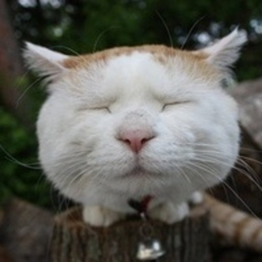 Ruicong Yang Universitat De Catalunya, Barcelona