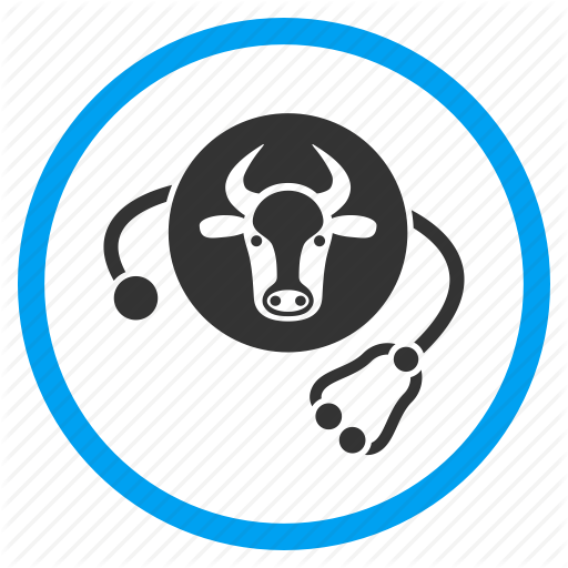 Animal Treatment, Bull, Cattle, Cow Medicine, Vet Clinic