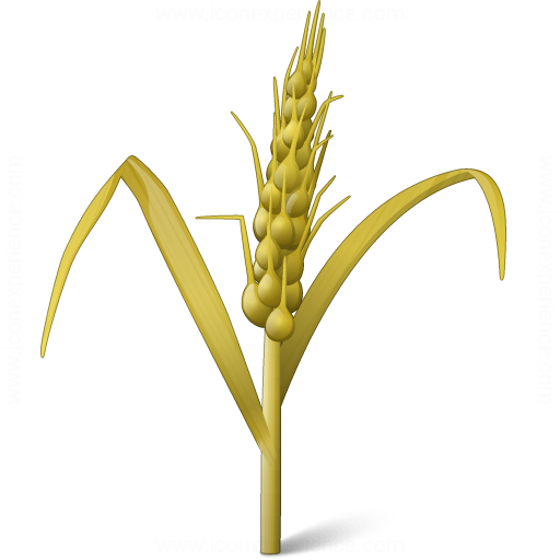 Iconexperience V Collection Wheat Icon