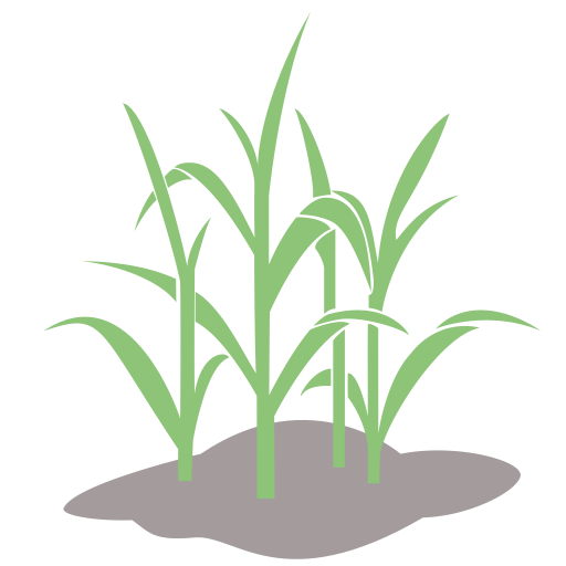 Pioneer Wheat Growth Process, Wheat, Wheat Crop Icon With Png