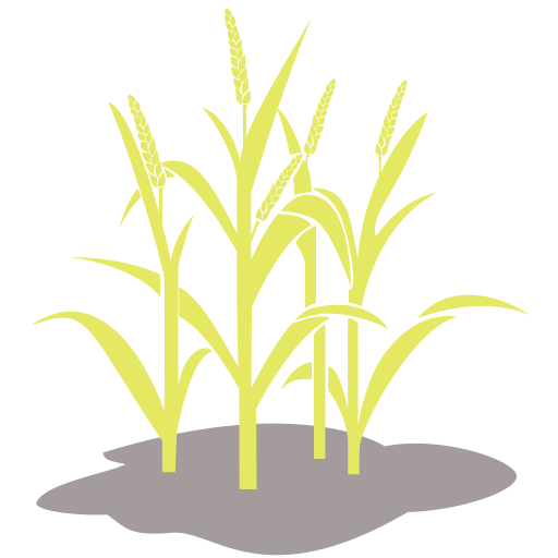 Vector Wheat Crop Transparent Png Clipart Free Download