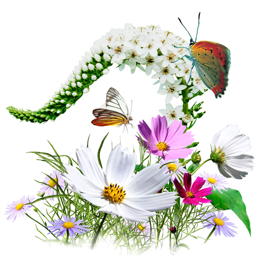 Wildflowers, Flowers Icon
