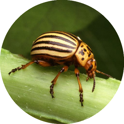 Cpb Icon Wisconsin Vegetable Entomology