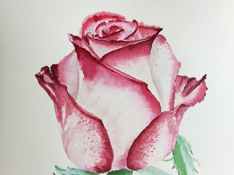 960x720 Rose Watercolour Progress