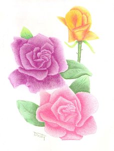 227x300 Three Roses Drawings Fine Art America