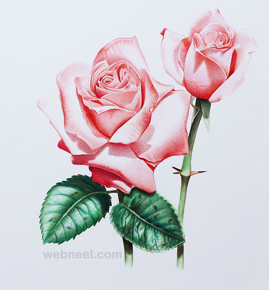 541x584 Flower Drawing 2