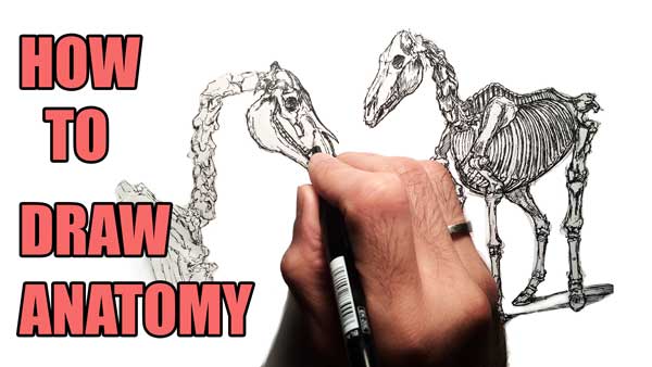600x338 2d Animation Tutorial How To Study Anatomy Amb Animation Academy