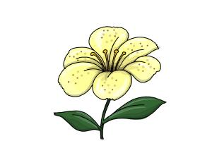 300x200 How To Draw A Flower Step By Step