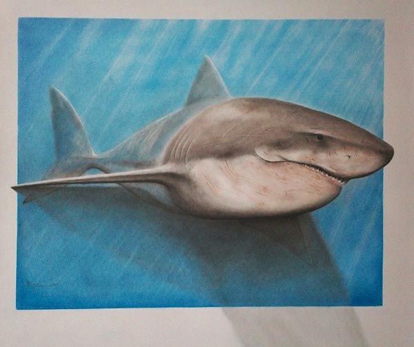 600x503 Easy 3d Drawings With Pencil Shark Pencil Drawing Hard Art