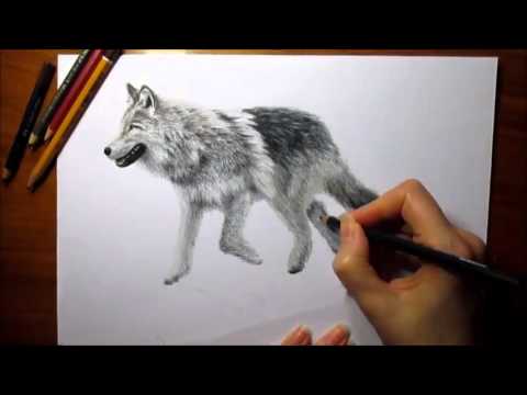 480x360 3d Pencil Drawing Walking Wolf Speed Draw Jasmina Susak How