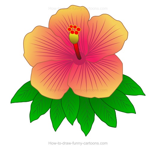 520x504 How To Create A Hibiscus Drawing