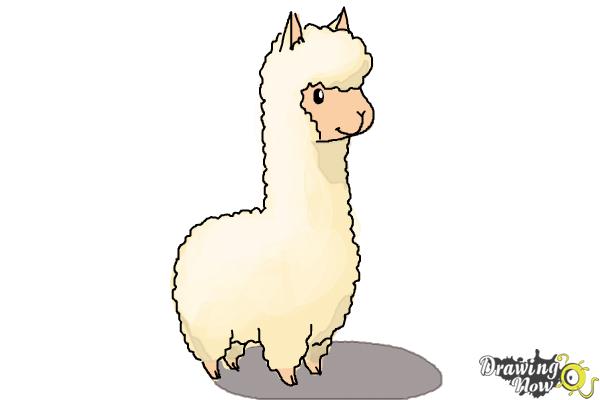 600x400 How To Draw A Llama For Kids