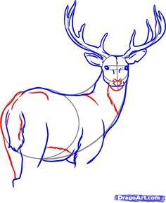 236x289 Dear Drawings How To Draw A White Tailed Deer Step 7 Drawing