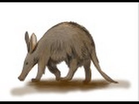 480x360 How To Draw An Aardvark