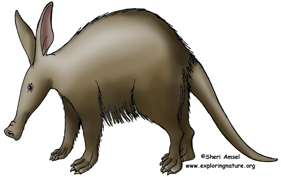 576x363 Aardvark Header.jpg