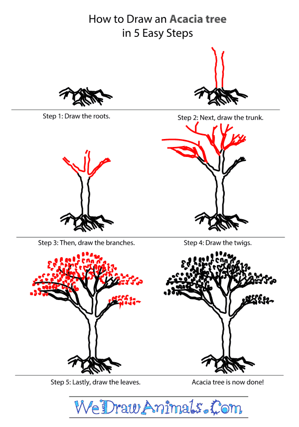 600x857 How To Draw An Acacia Tree
