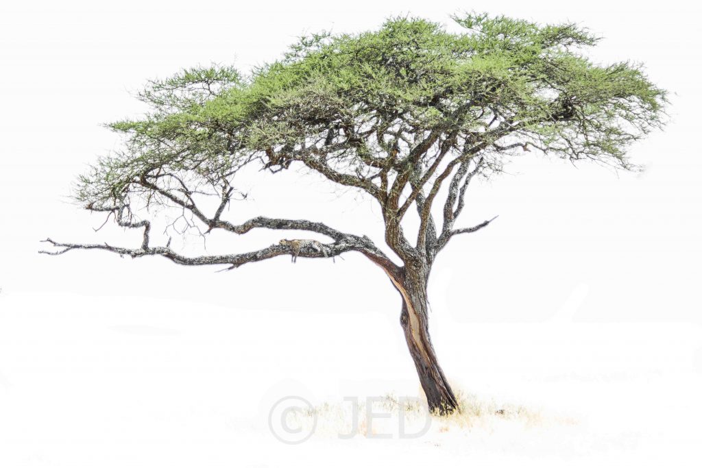 Acacia Tree Drawing at GetDrawings | Free download