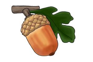 300x200 How To Draw An Acorn