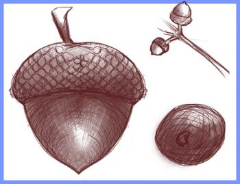350x269 How To Draw How To Draw An Acorn, Oak Nut