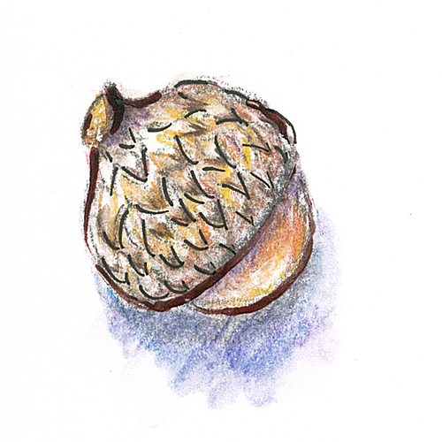 500x500 Study Of Acorns In Watercolor Pencil And Ink Let's Paint Nature!