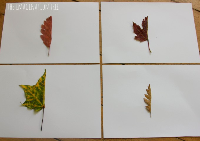 680x482 Mirror Leaf Drawings Nature Art