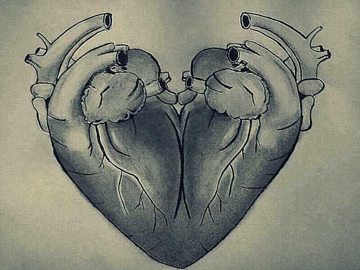 736x552 Ever Wonder Why A Drawing Of A Heart Doesn'T Look Like An Actual