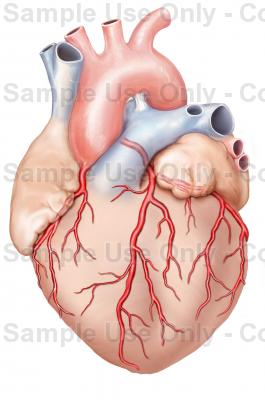 265x400 Heart With Coronary Arteries