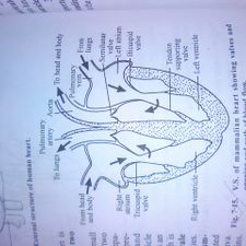 225x225 How To Draw A Human Heart 5 Steps (With Pictures)