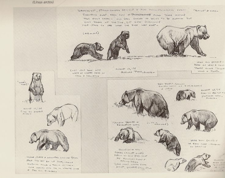 736x581 10 Best African Animals Images On Animal Drawings