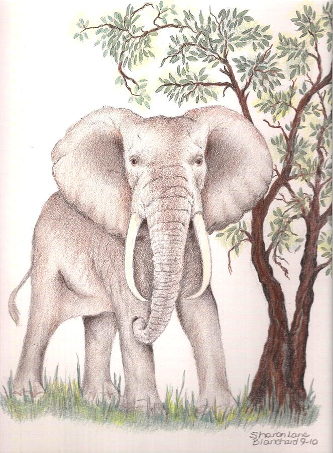 663x900 African Elephant Drawing By Sharon Blanchard