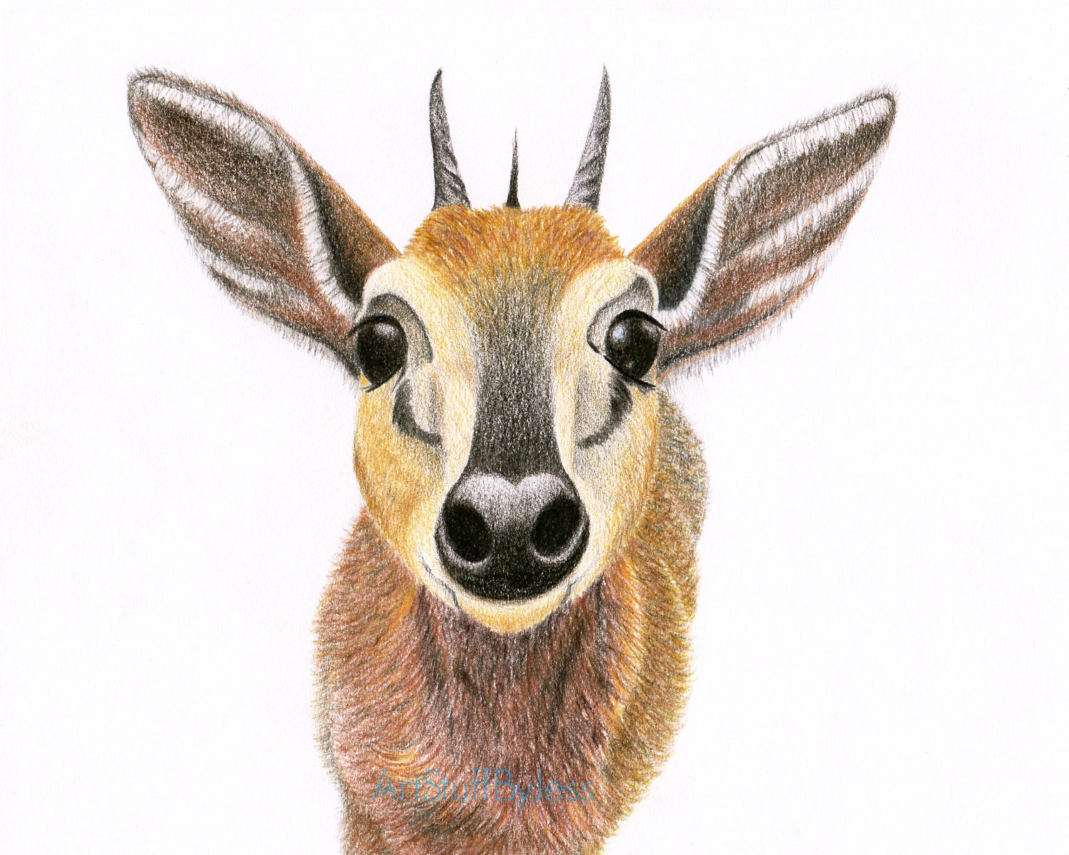 1500x1200 Antelope Drawing Fine Art Pencil Animal Drawing Animal Art