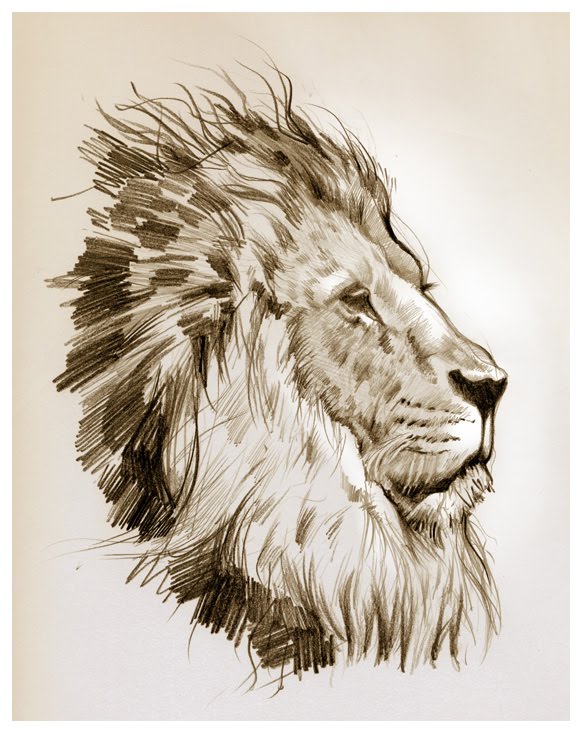 African Animal Drawing at GetDrawings | Free download