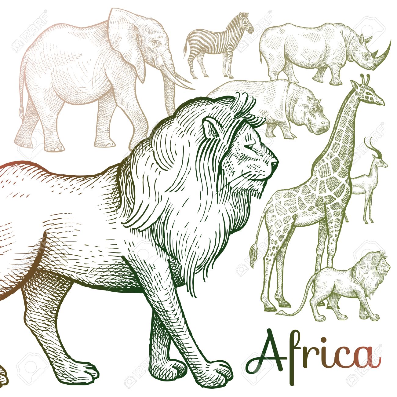 1300x1300 Poster African Animals. Vector Illustration For Book Covers