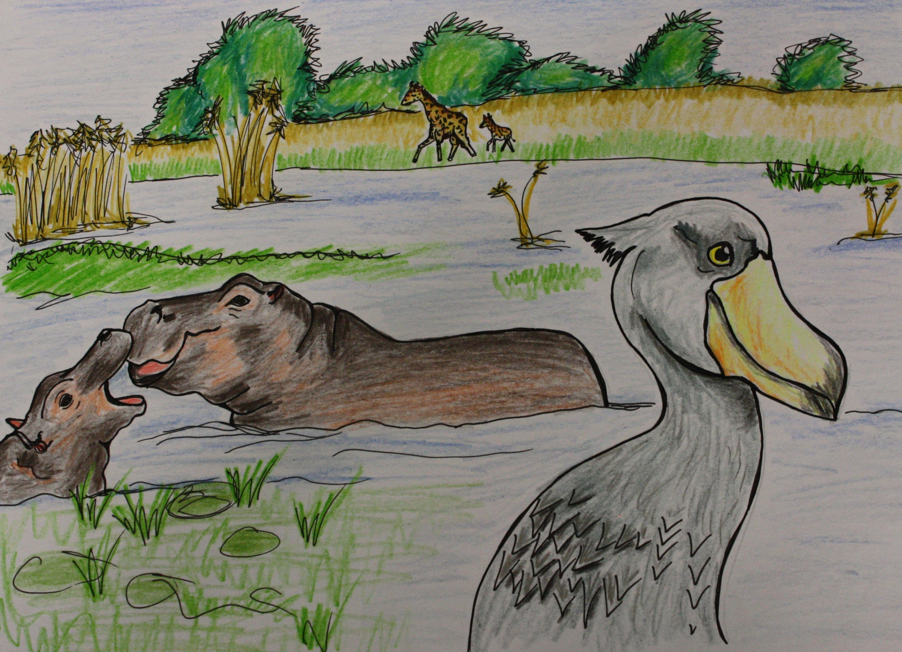 3097x2241 Drawings Of African Animals Shoebill Drawing