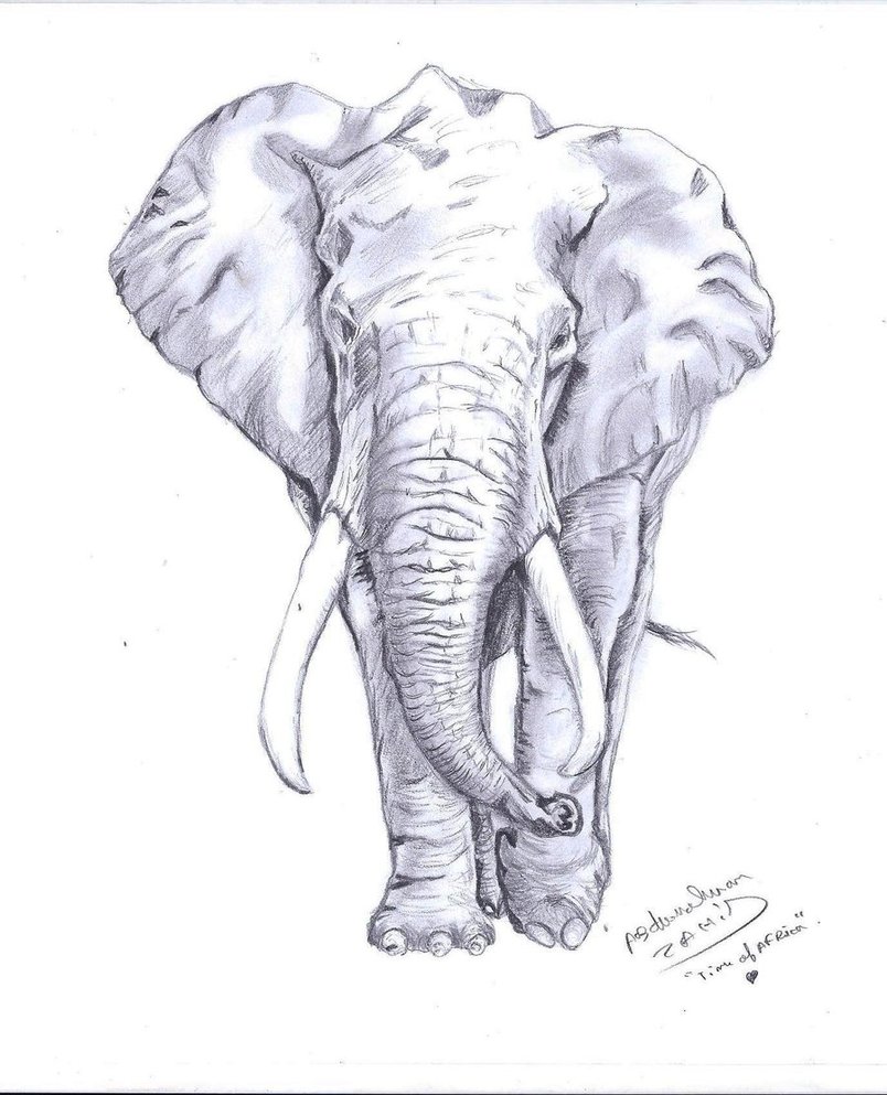 804x993 Elephant Drawing By Abzahid By Abzahid