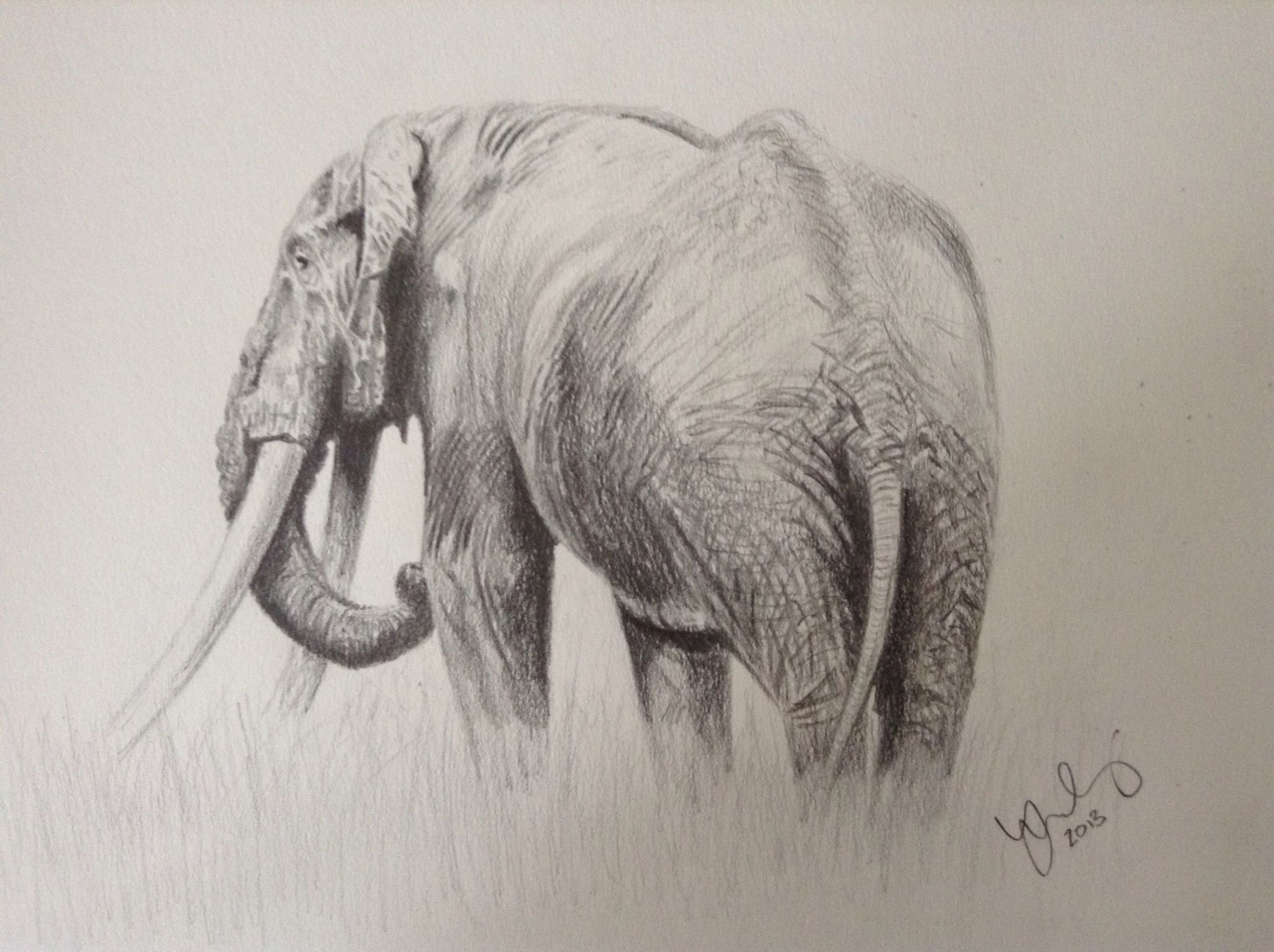 2048x1530 Elephant Drawing In Pencil. I Enjoyed Sketching An Elephant
