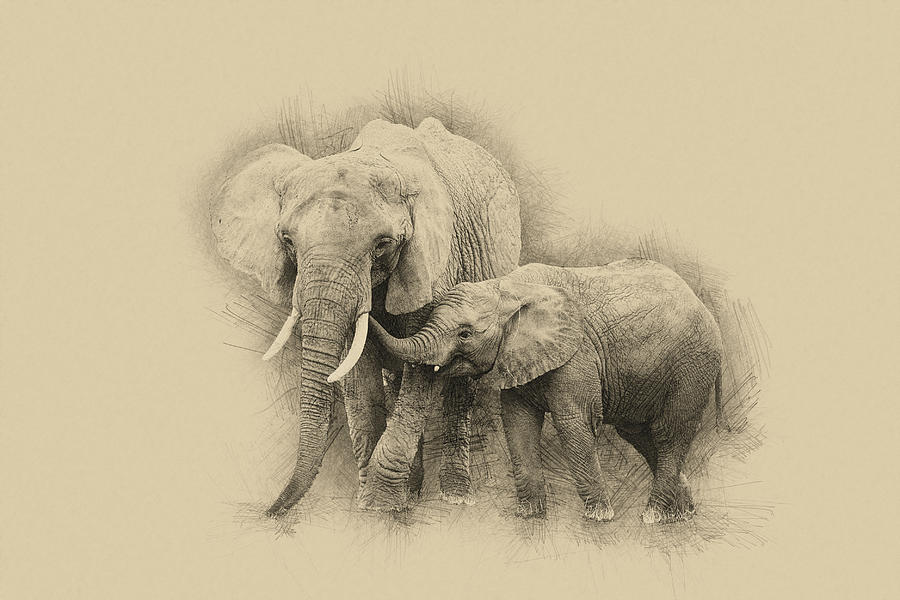 900x600 Pencil Drawing Sketch Illustration Of Baby Calf African Elephant