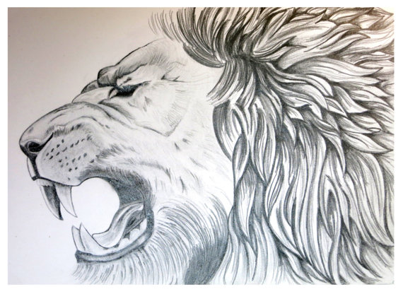 570x416 Lion Art Lion Poster Animal Sketch Graphite Drawing