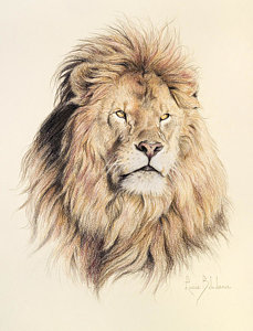229x300 Male African Lion Drawings Fine Art America