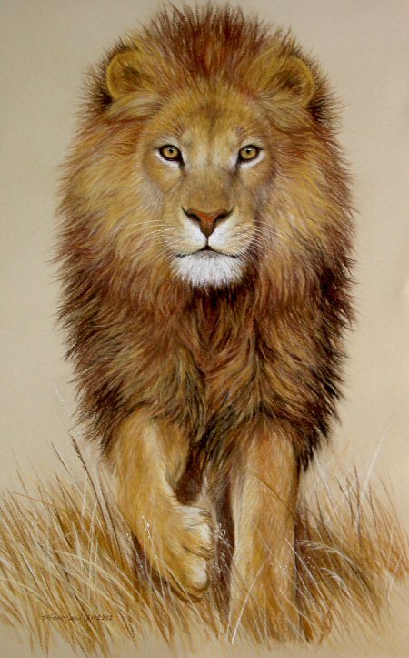 450x723 Original Pastel Drawing Stunning African Lion