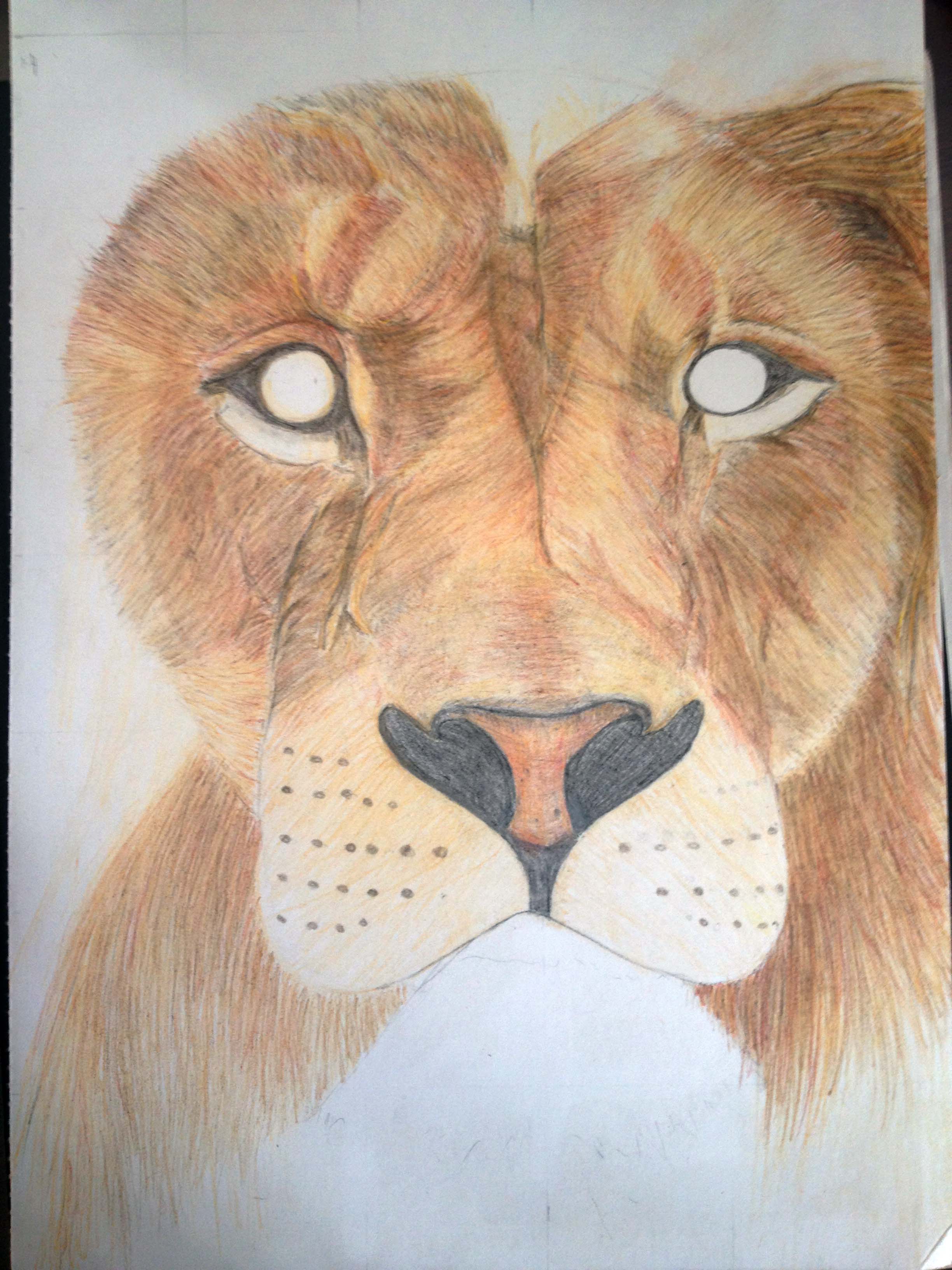 2448x3264 African Lion Hannah Lewis A Work In Progress