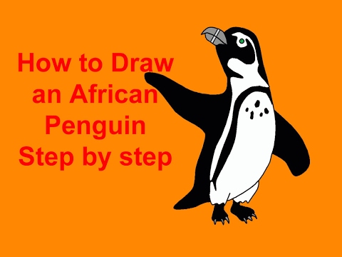 480x360 How To Draw An African Penguin Step By Step