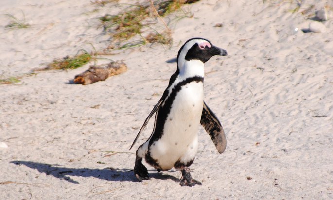 685x412 Penguins Colonized Africa. Thrice.