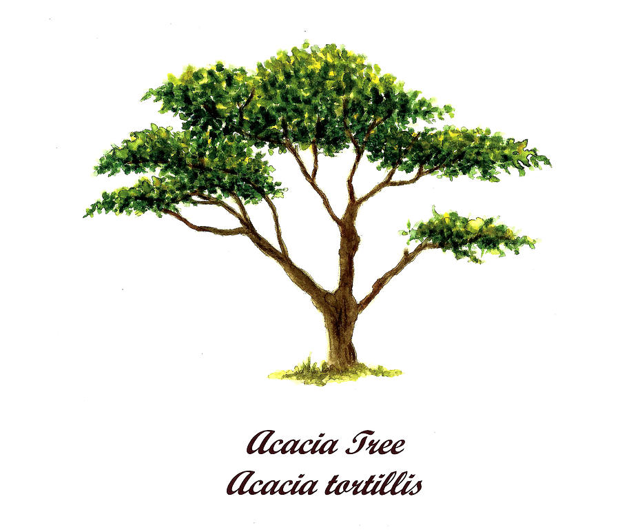 900x772 Drawing Of Acacia Tree