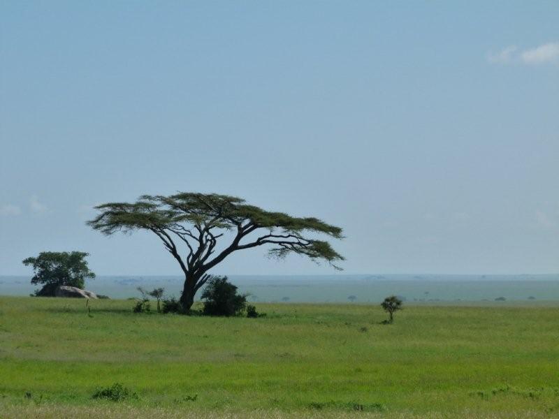 800x600 Safari Ecology Why Do Savanna Trees Have Flat Tops