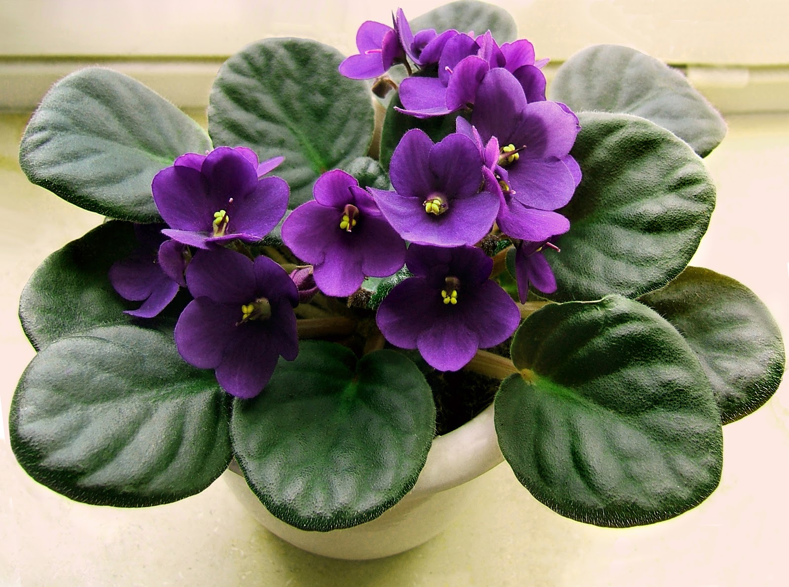 1600x1192 Flower African Violet Three Hundred And Sixty Six