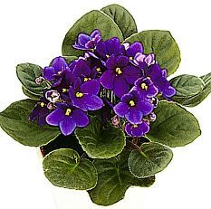 233x231 Miniature African Violet