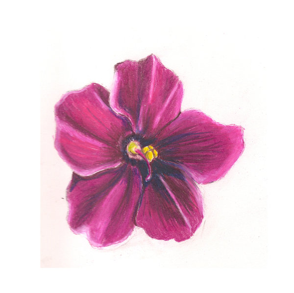 600x598 African Violet Flower By Pyrochic316