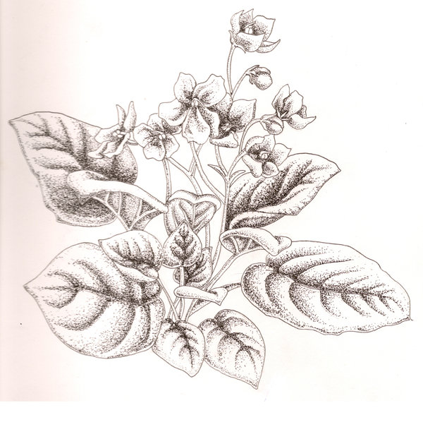 600x605 African Violet Stippled By Pyrochic316