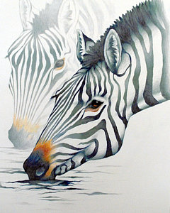 240x300 Africa Animals Drawings